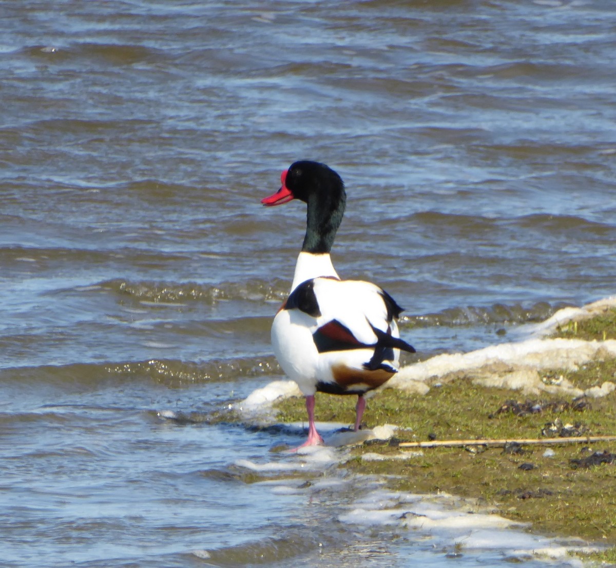 Brandgans - ML645978848