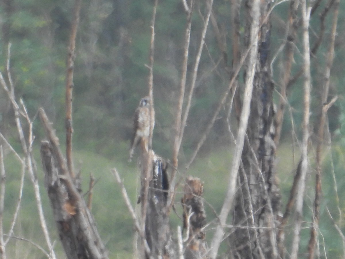 Buntfalke - ML645978849