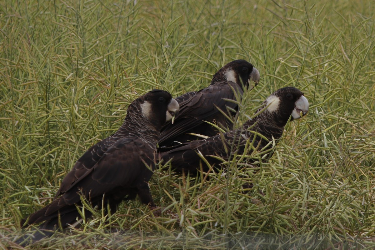 Weißschwanz-Rabenkakadu - ML645978850