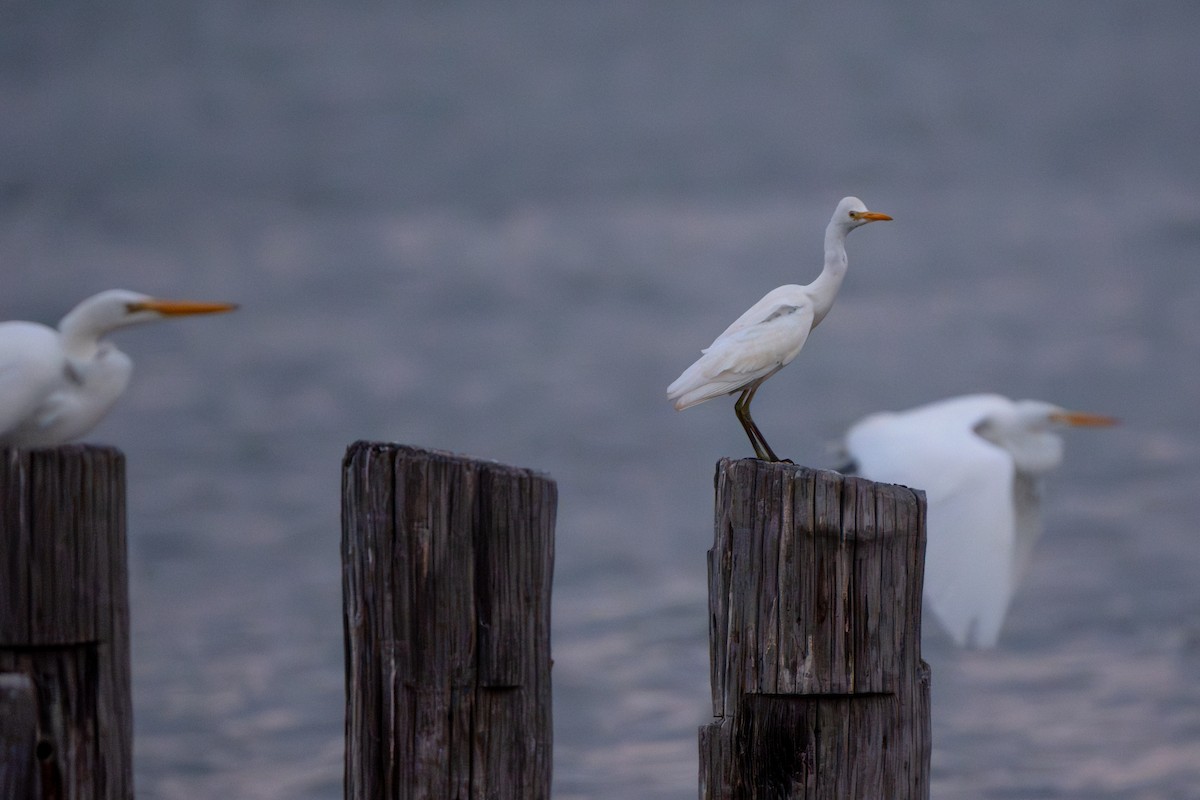 Kuhreiher - ML645978852