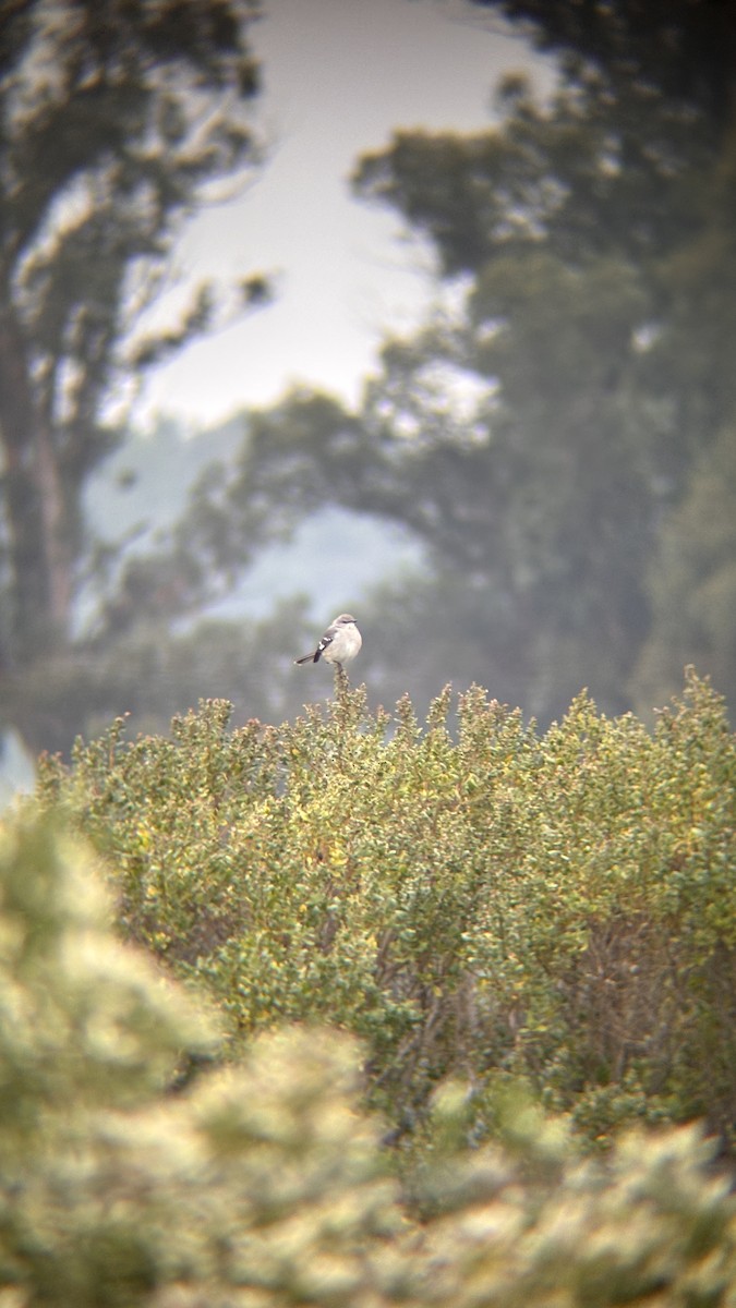 Gartenspottdrossel - ML645978853