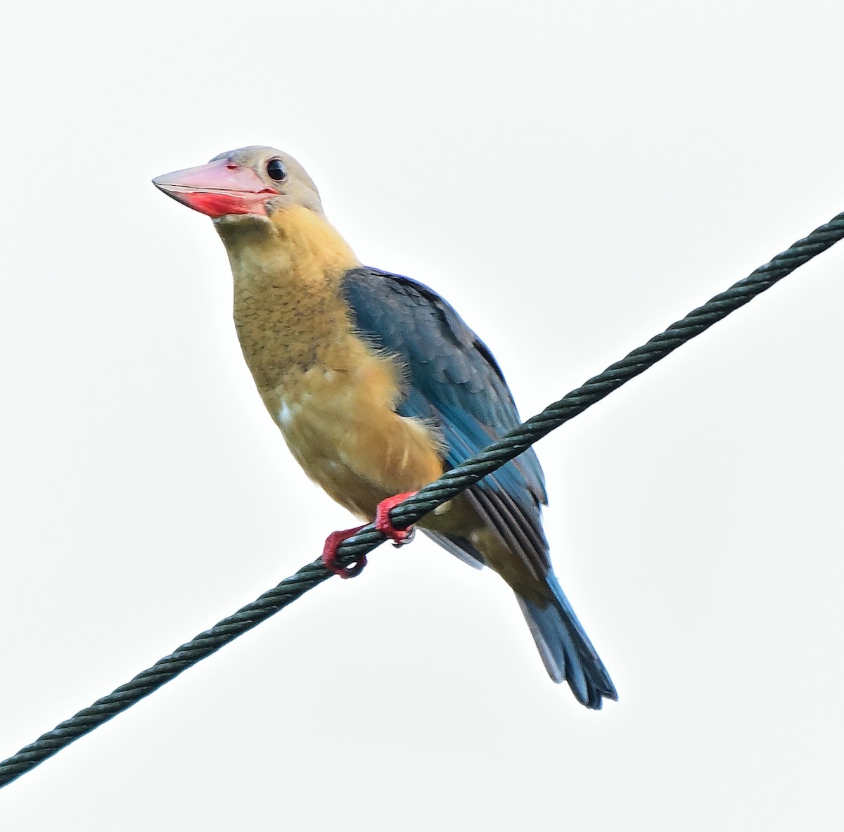 Storchschnabelliest - ML645978854