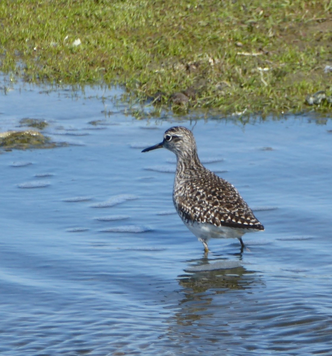 Bruchwasserläufer - ML645978855