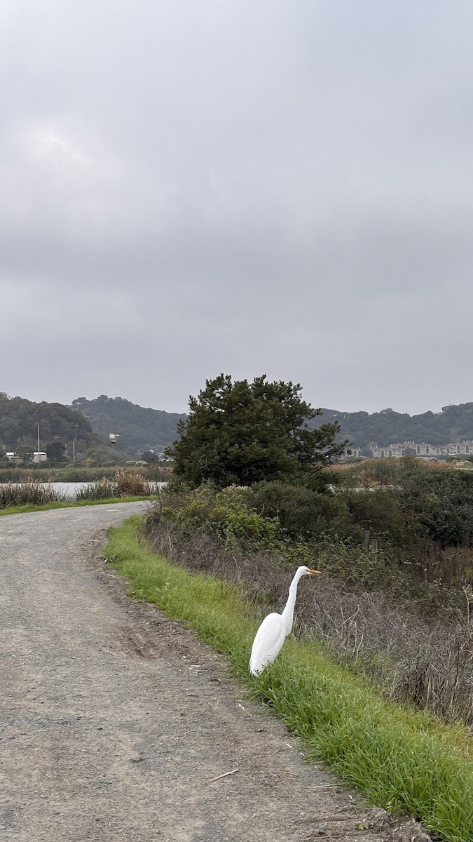 Koartza zuria - ML645978861