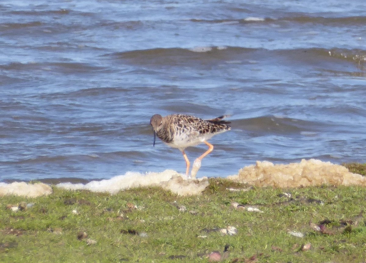 Borrokalaria - ML645978862