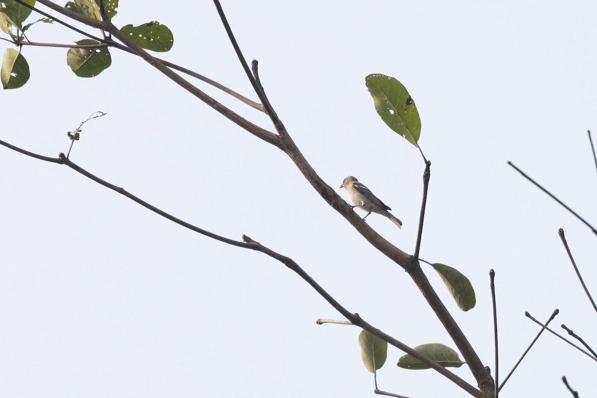 Zuhaixka-txolarre papohoria - ML645978864