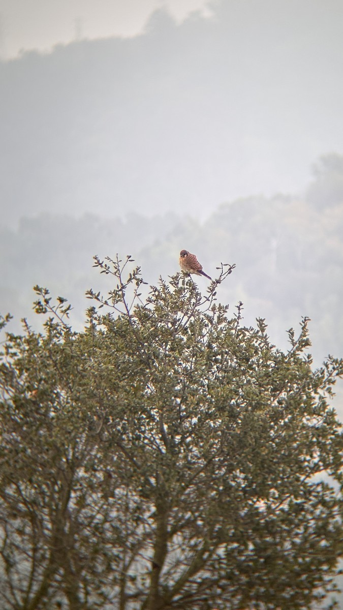 Belatz amerikarra - ML645978865