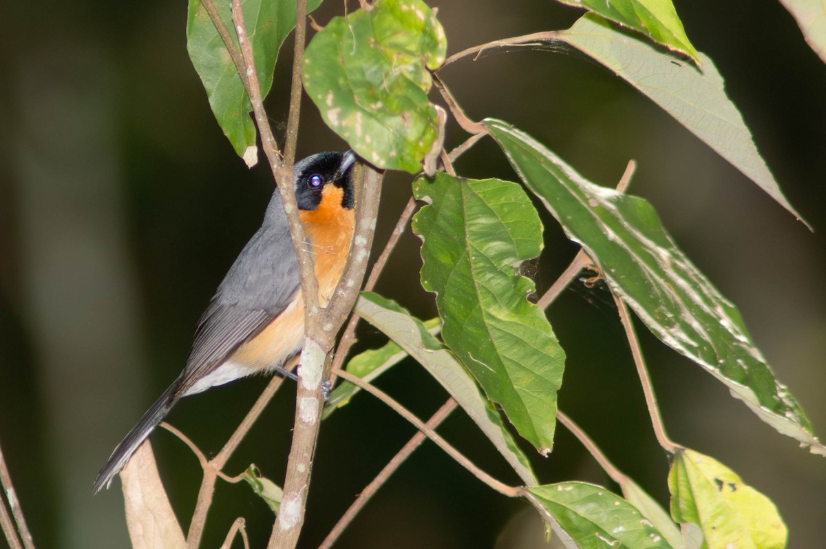 Australian Spectacled Monarch - ML645978866
