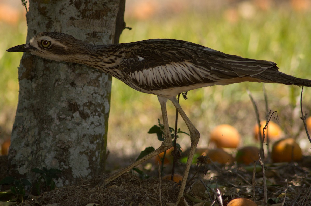 Bush Thick-knee - ML645978867
