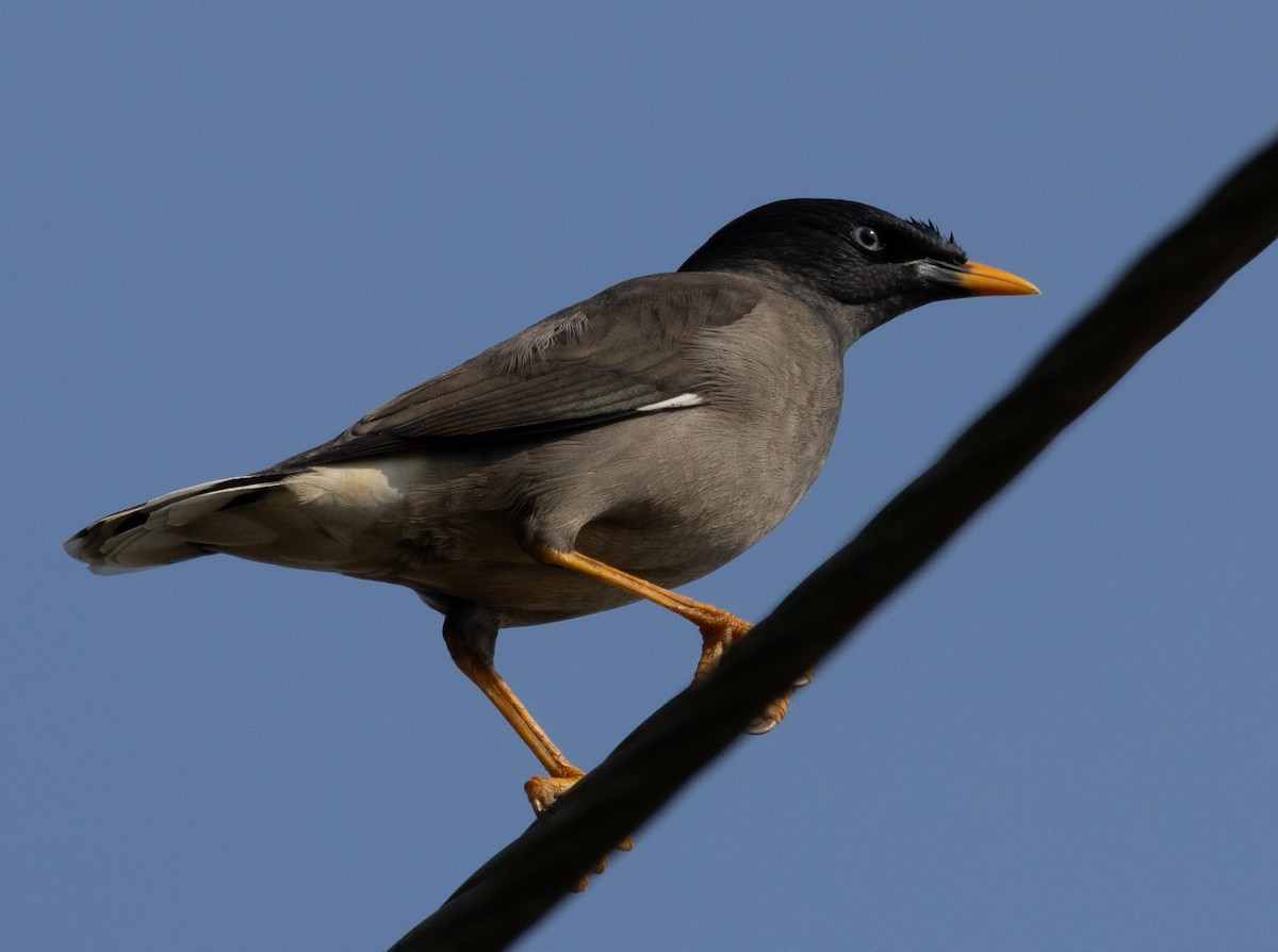 Jungle Myna - ML645978868