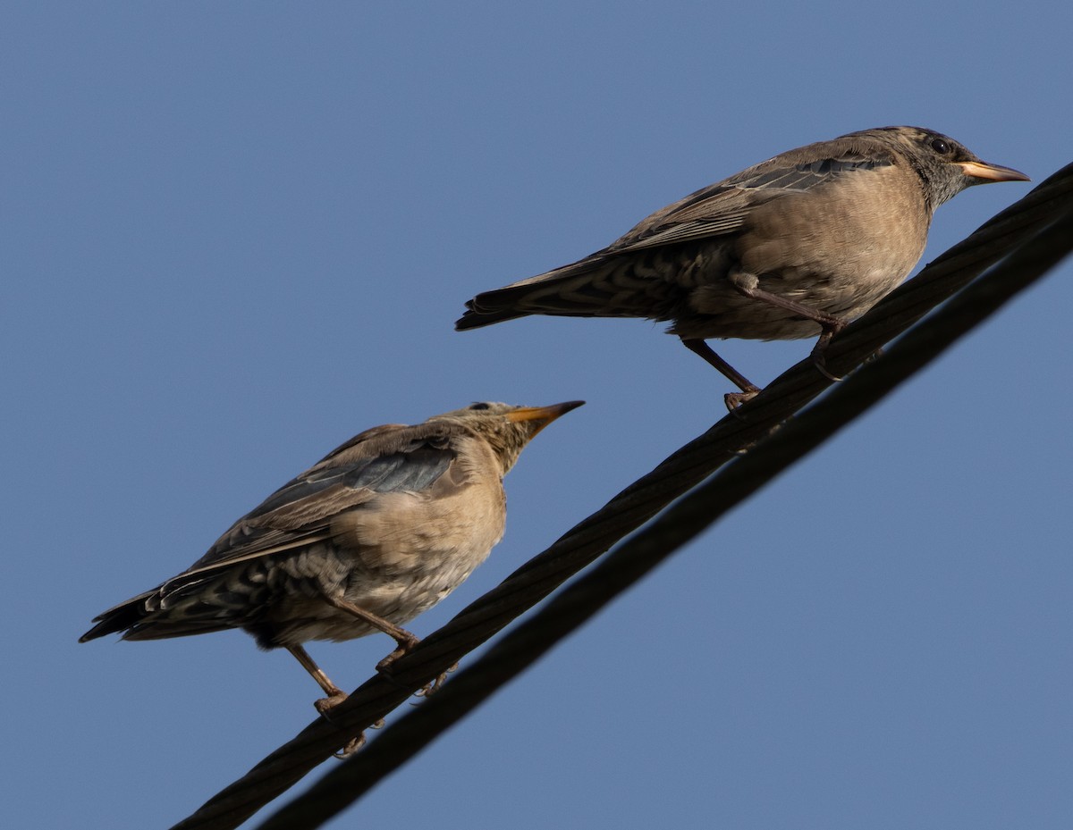 Arabazozo gorrizta - ML645978869