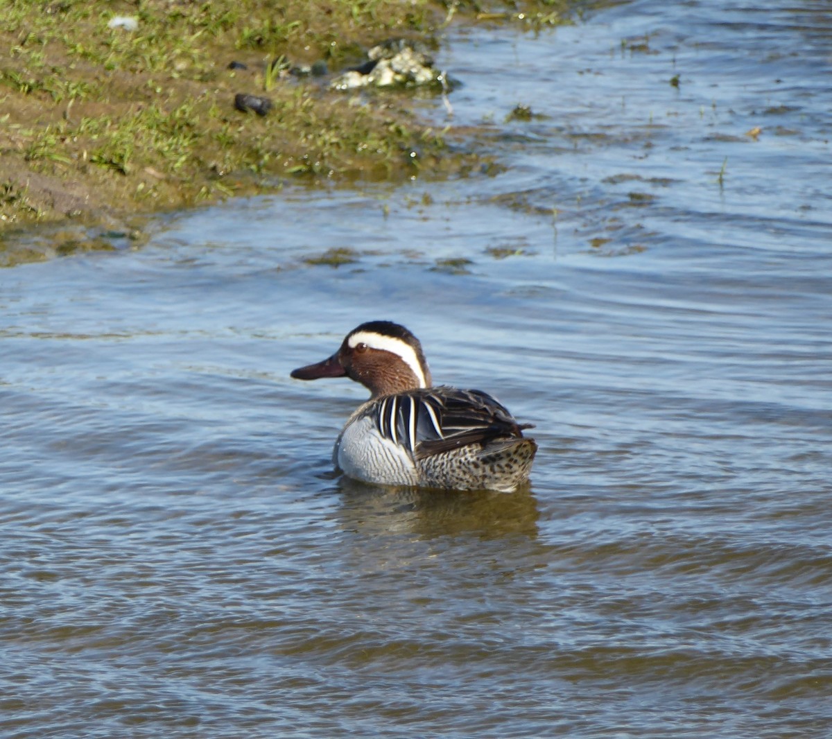 Udako zertzeta - ML645978870