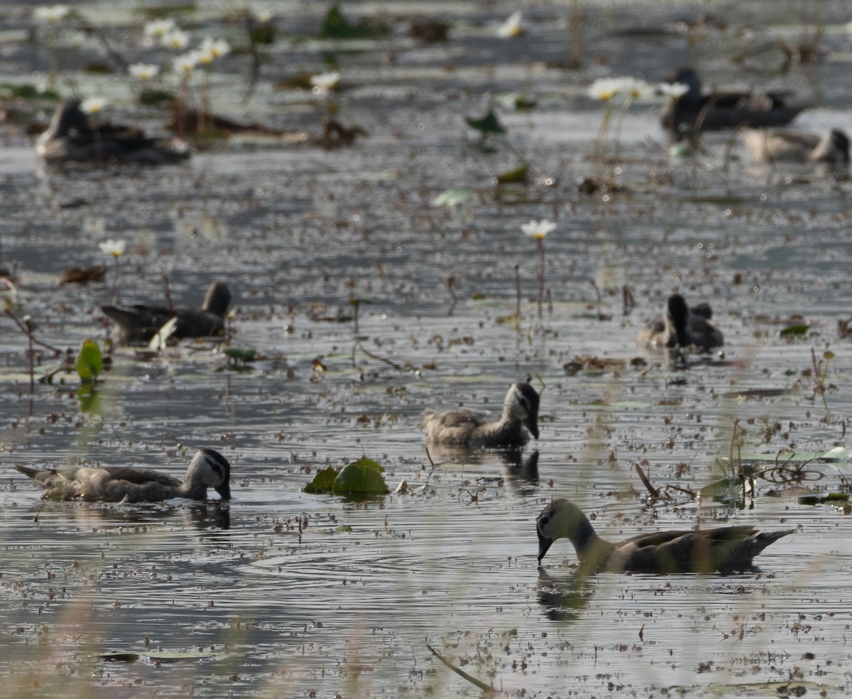 Coromandelgo antzaratxoa - ML645978871