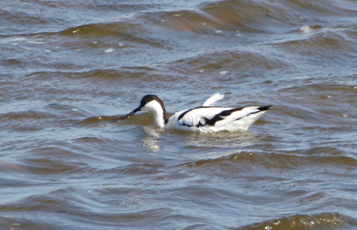 Abozeta kaskabeltza - ML645978872