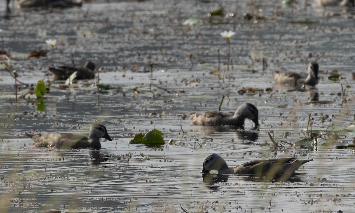 Coromandelgo antzaratxoa - ML645978873