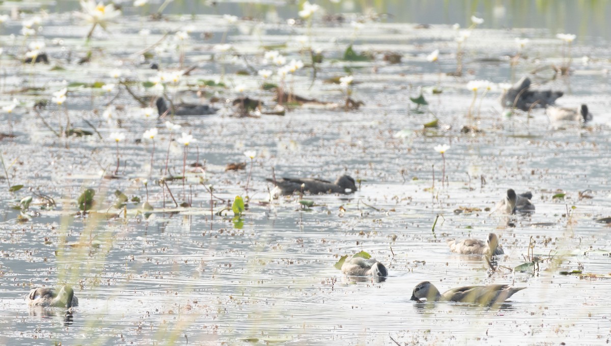 Coromandelgo antzaratxoa - ML645978874