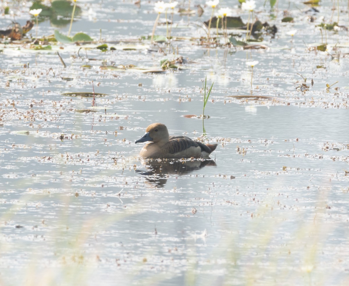 Zuhaitz-ahate javatarra - ML645978876