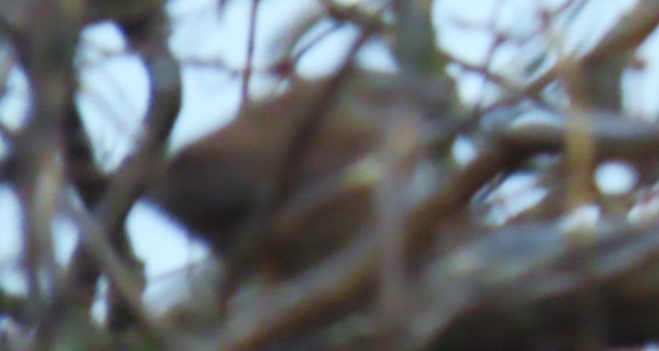 Paseriformea sp. - ML645978877