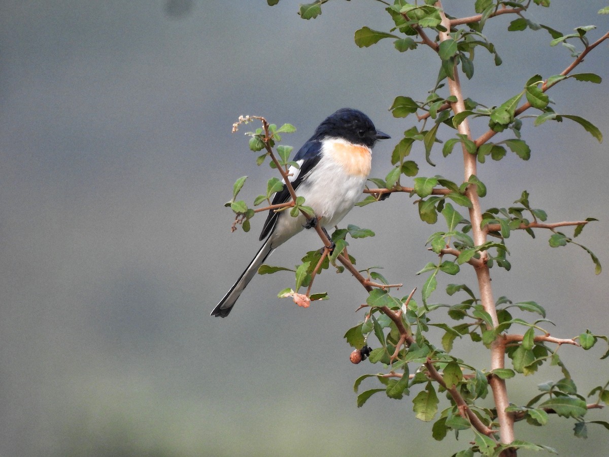 White-bellied Minivet - ML645978878