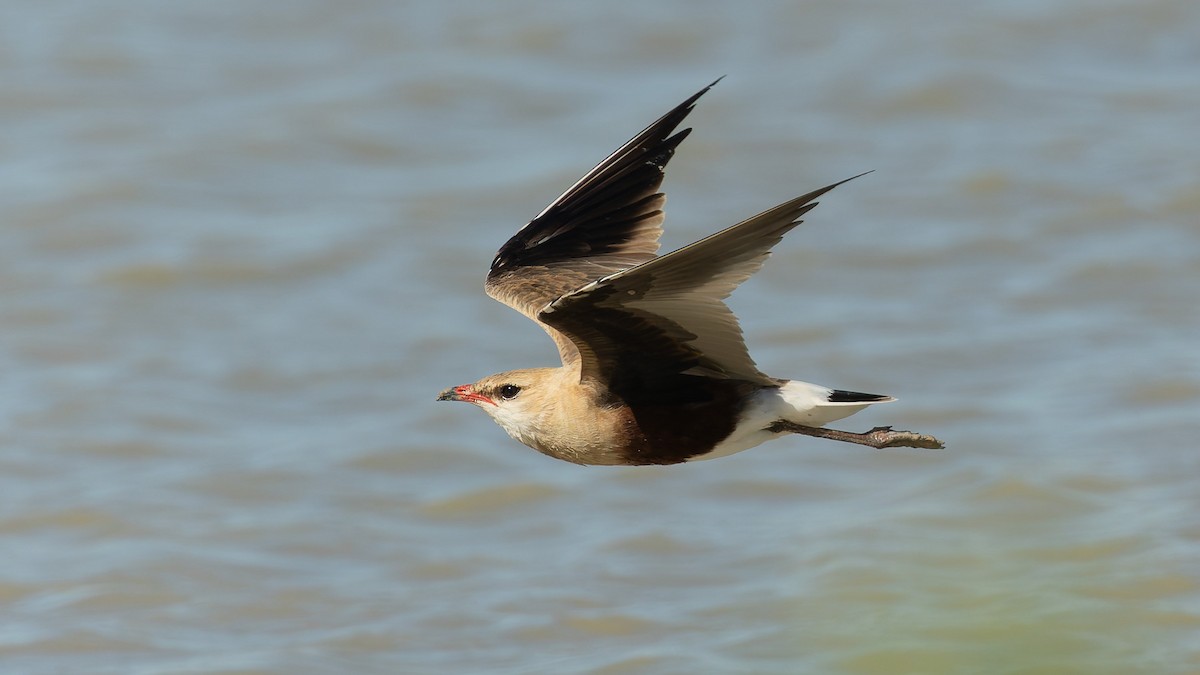 Pratinkola australiarra - ML645978879