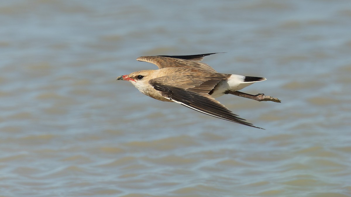 Pratinkola australiarra - ML645978880