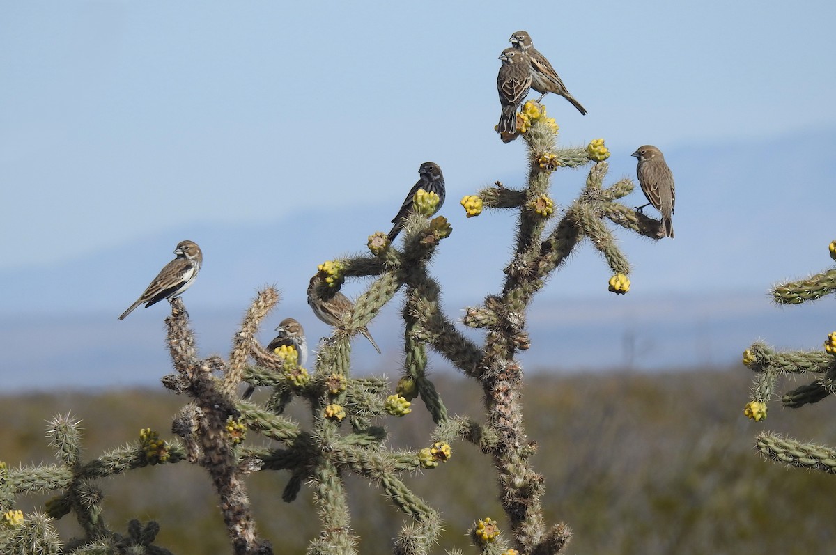 Lark Bunting - ML645978882