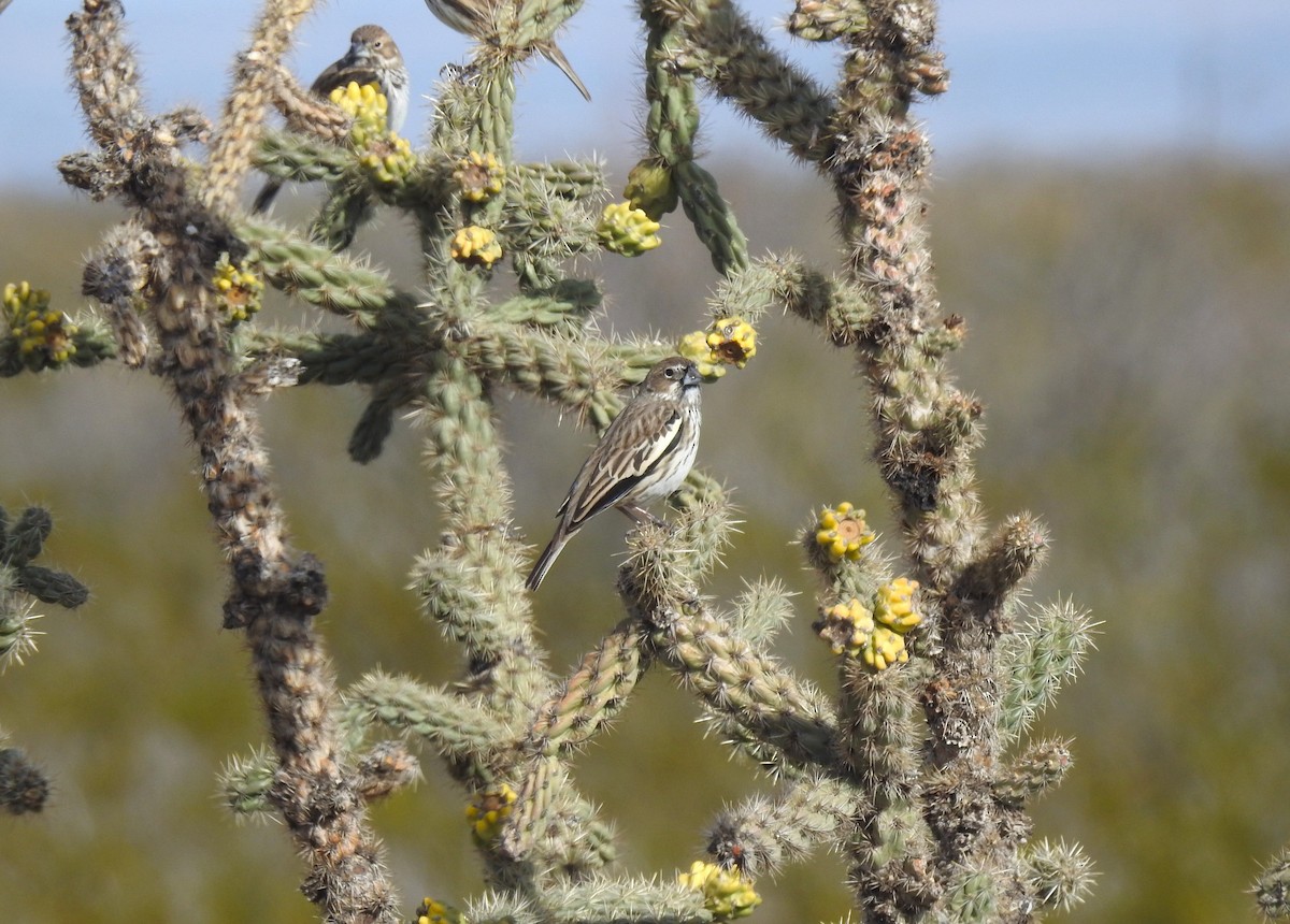 Lark Bunting - ML645978883