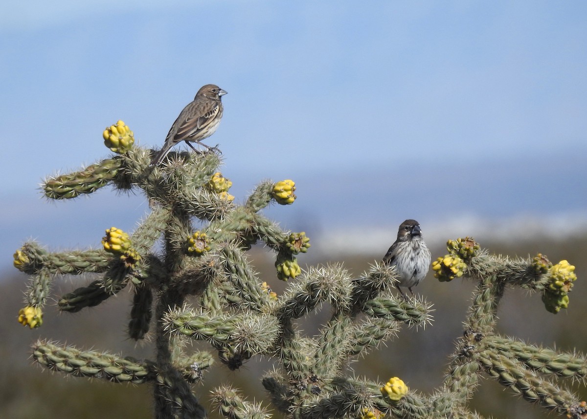 Lark Bunting - ML645978884