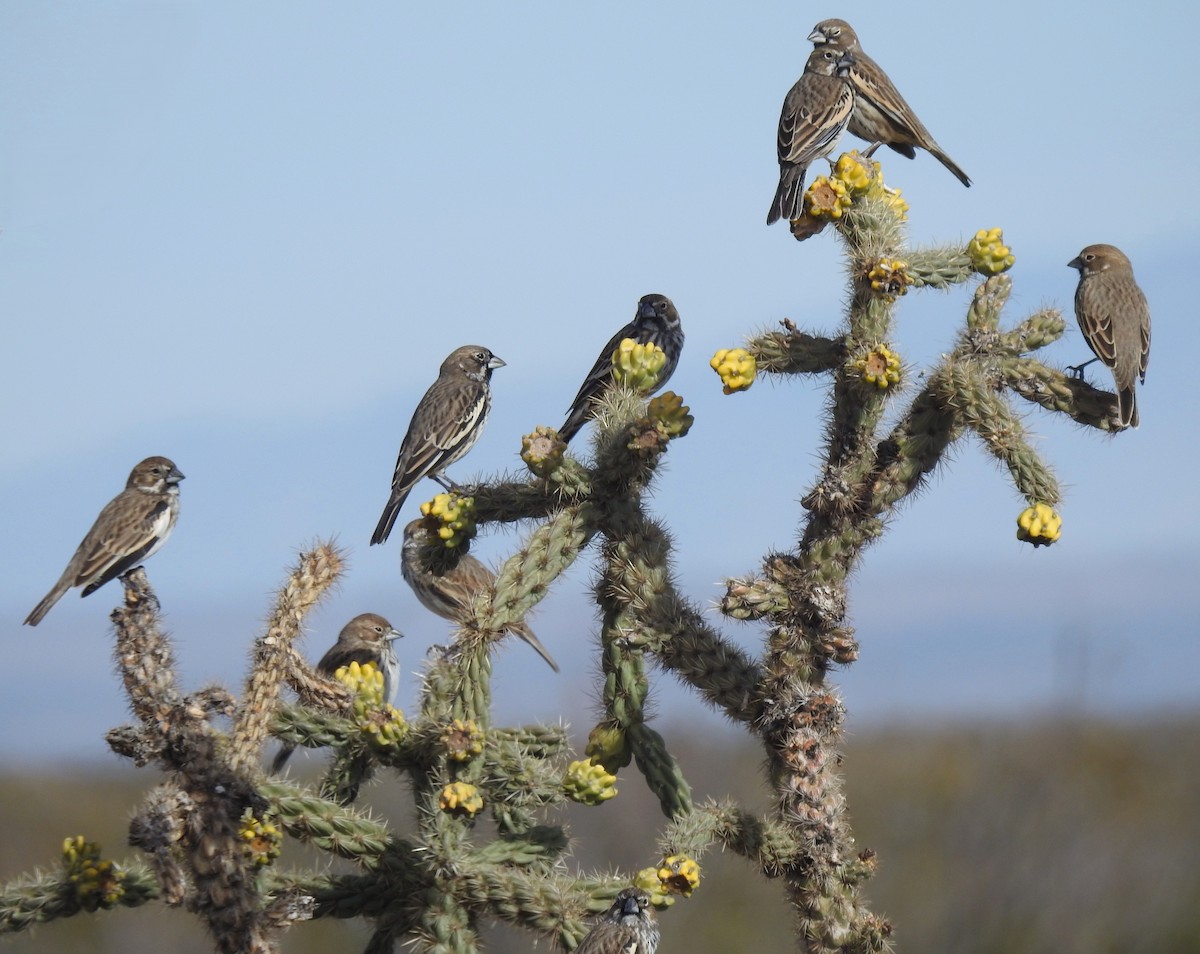 Lark Bunting - ML645978885