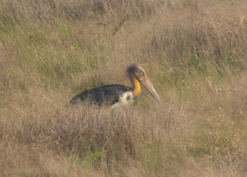 Marabu lepahoria - ML645978886