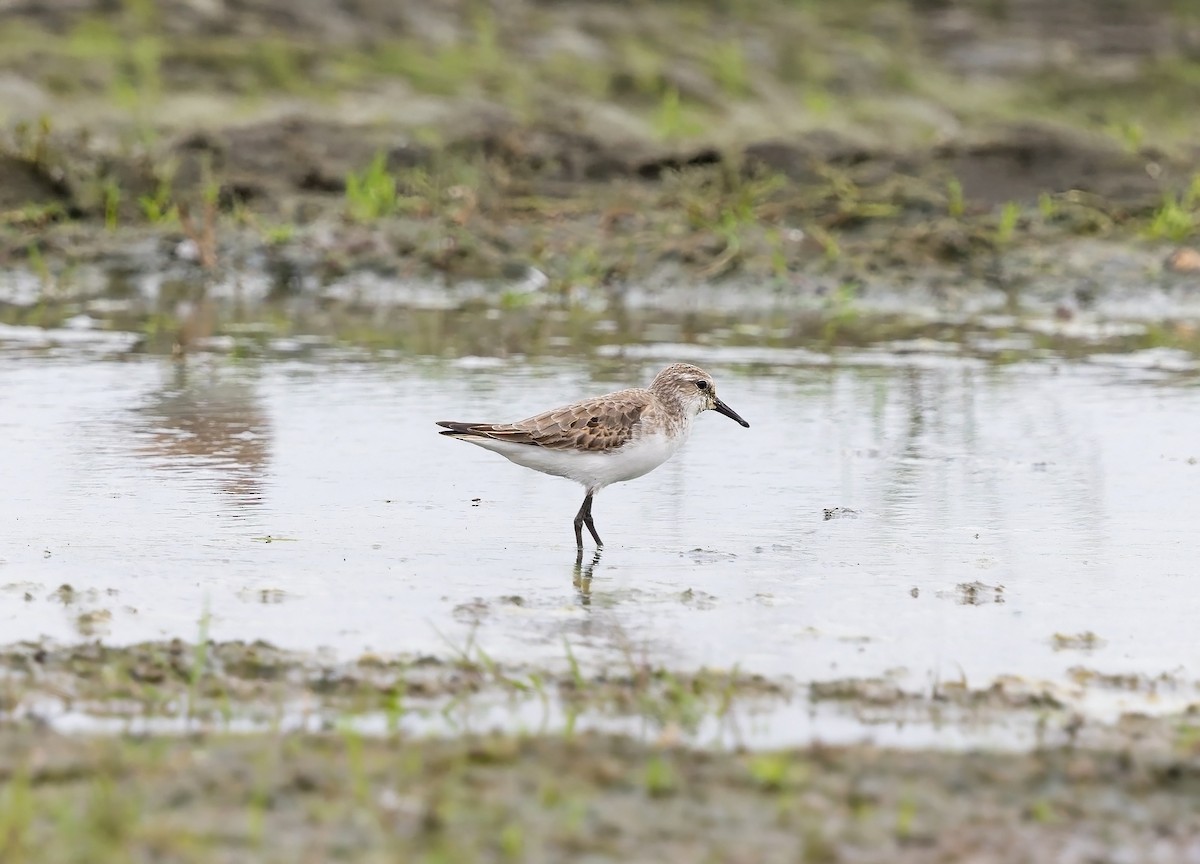 Küçük Kumkuşu - ML645978889