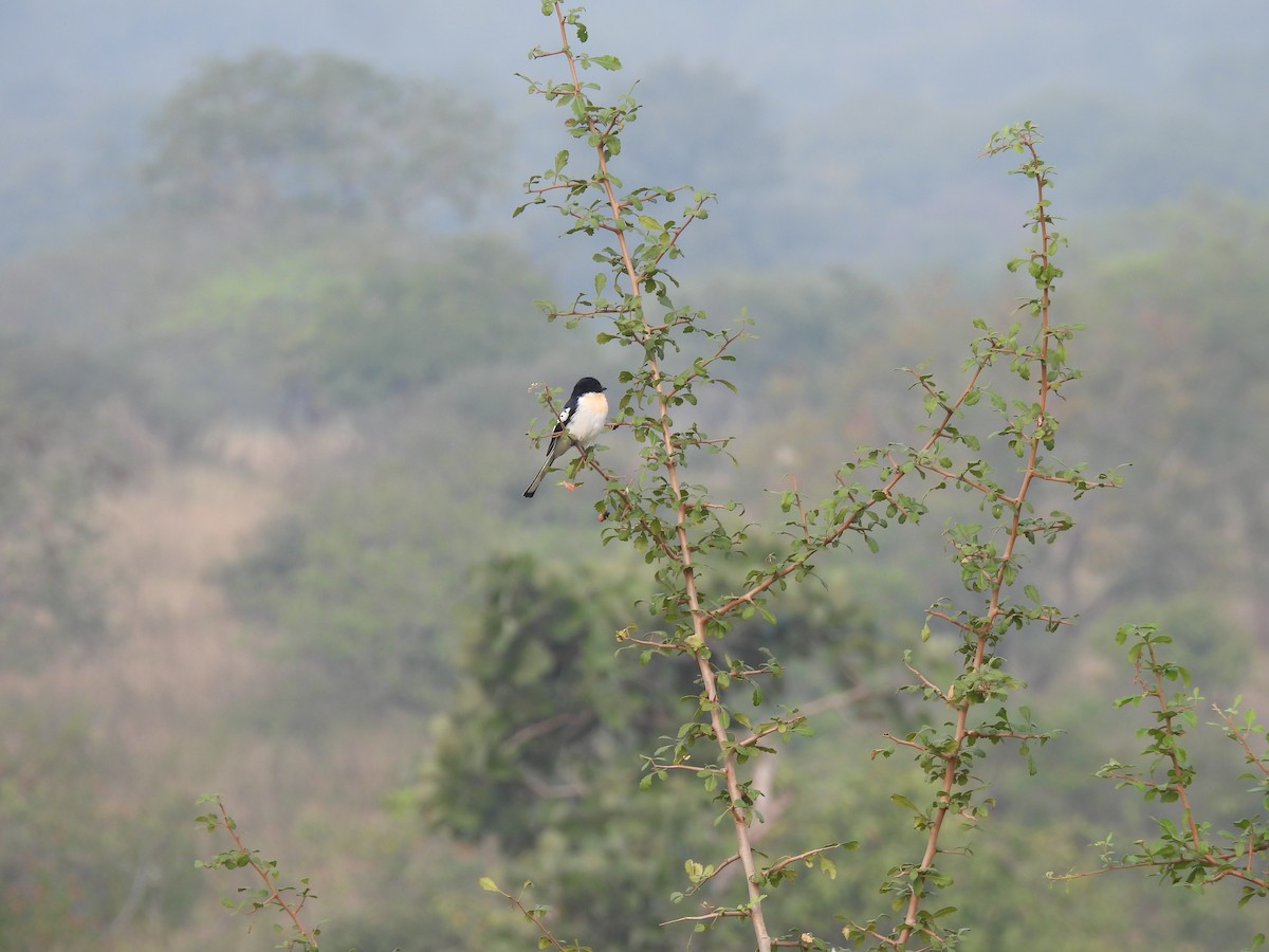 White-bellied Minivet - ML645978893