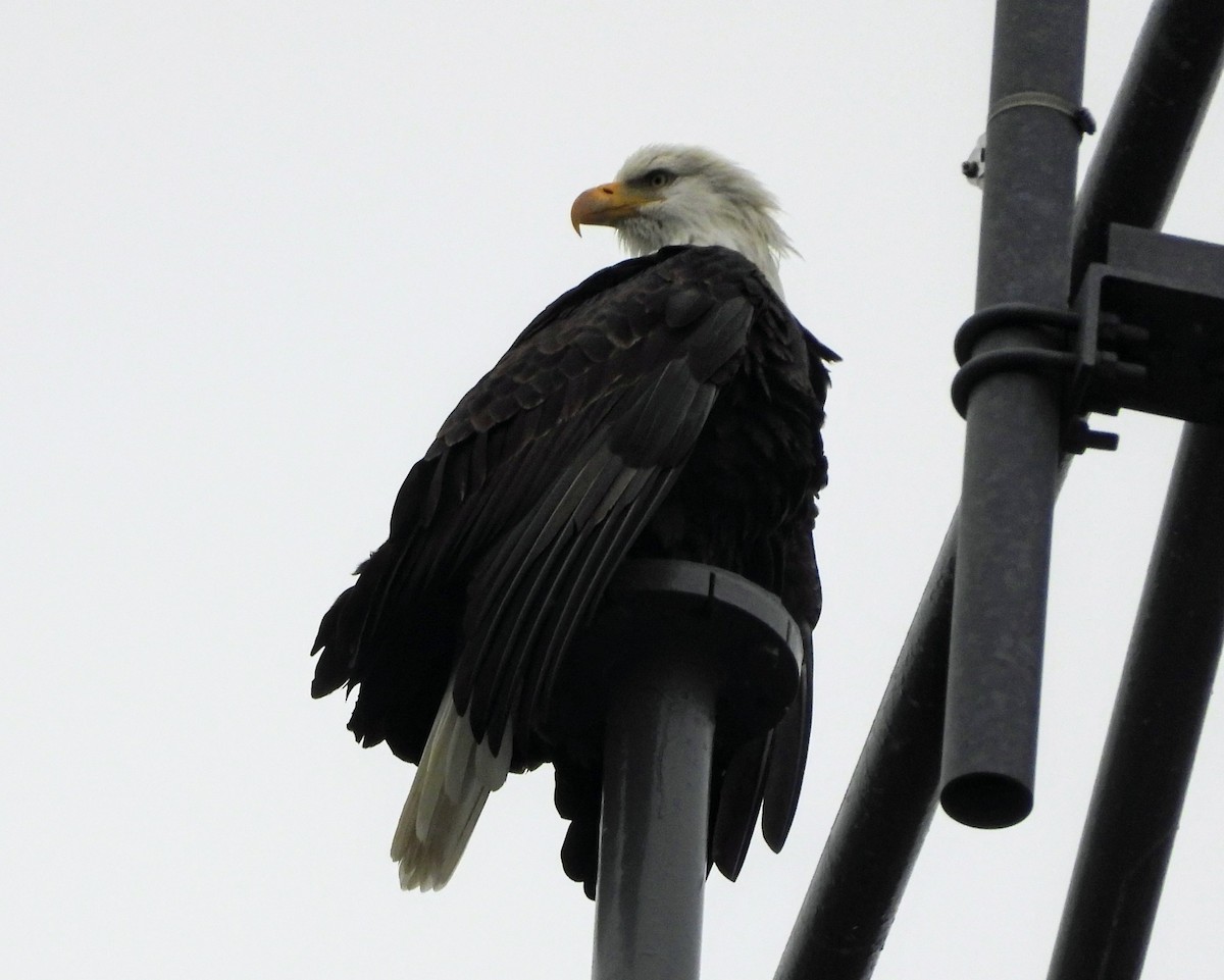 Bald Eagle - ML645978894