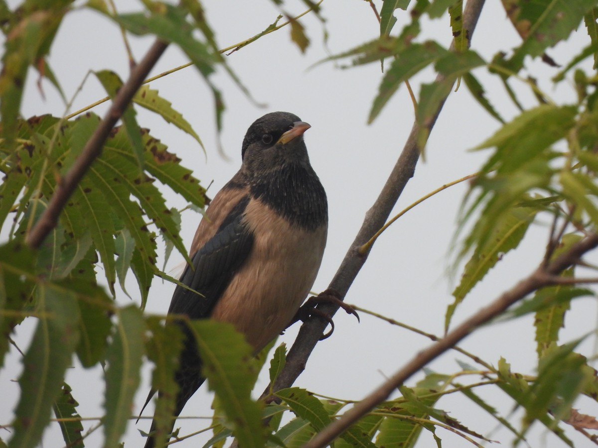 Розовый скворец - ML645978899