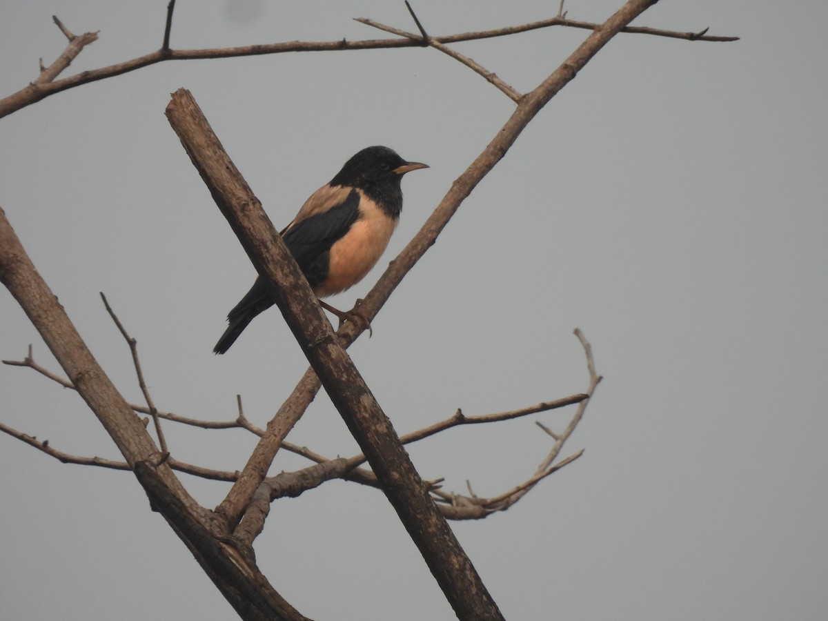 Розовый скворец - ML645978900