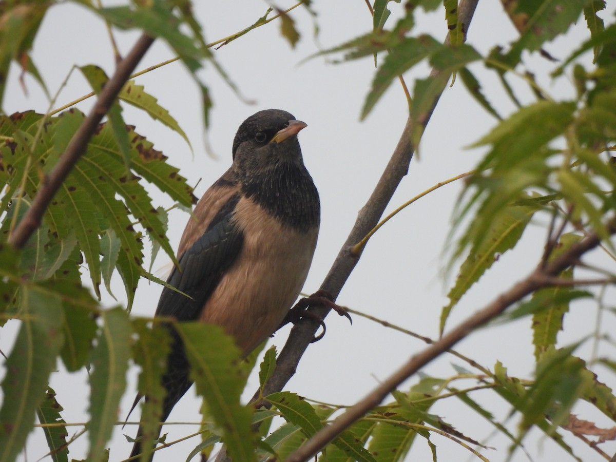 Розовый скворец - ML645978901