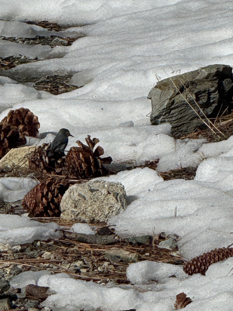 Поползень-крошка - ML645978904