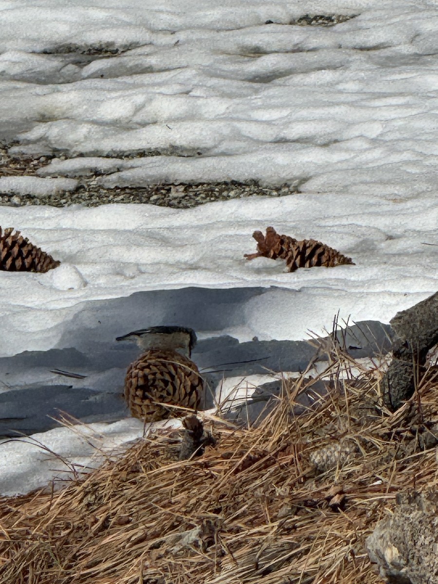 Поползень-крошка - ML645978905