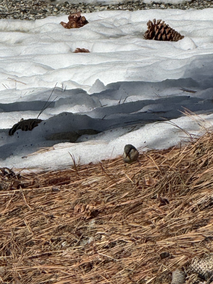 Поползень-крошка - ML645978906