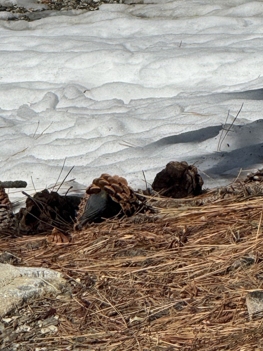 Поползень-крошка - ML645978907