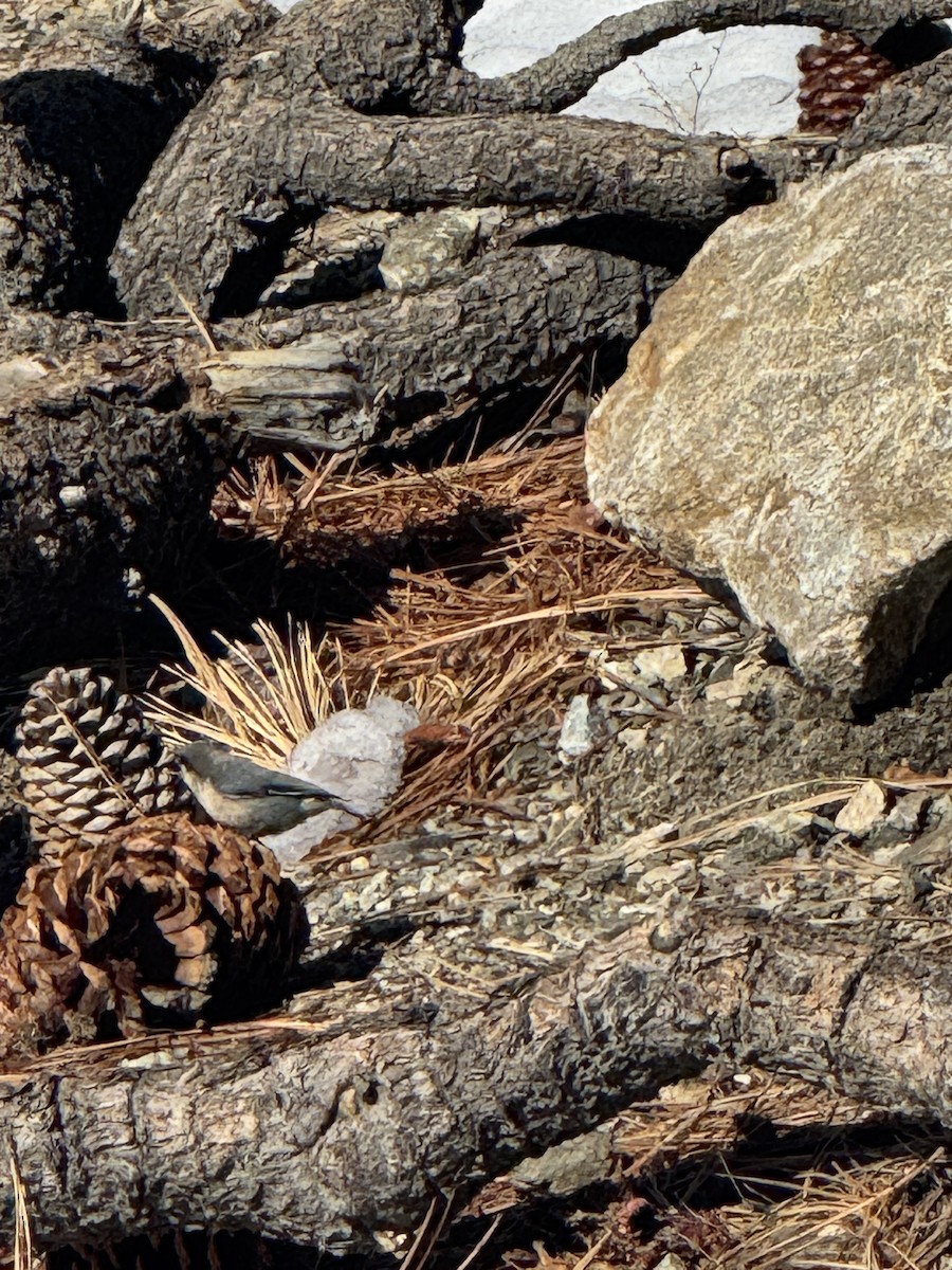 Поползень-крошка - ML645978908