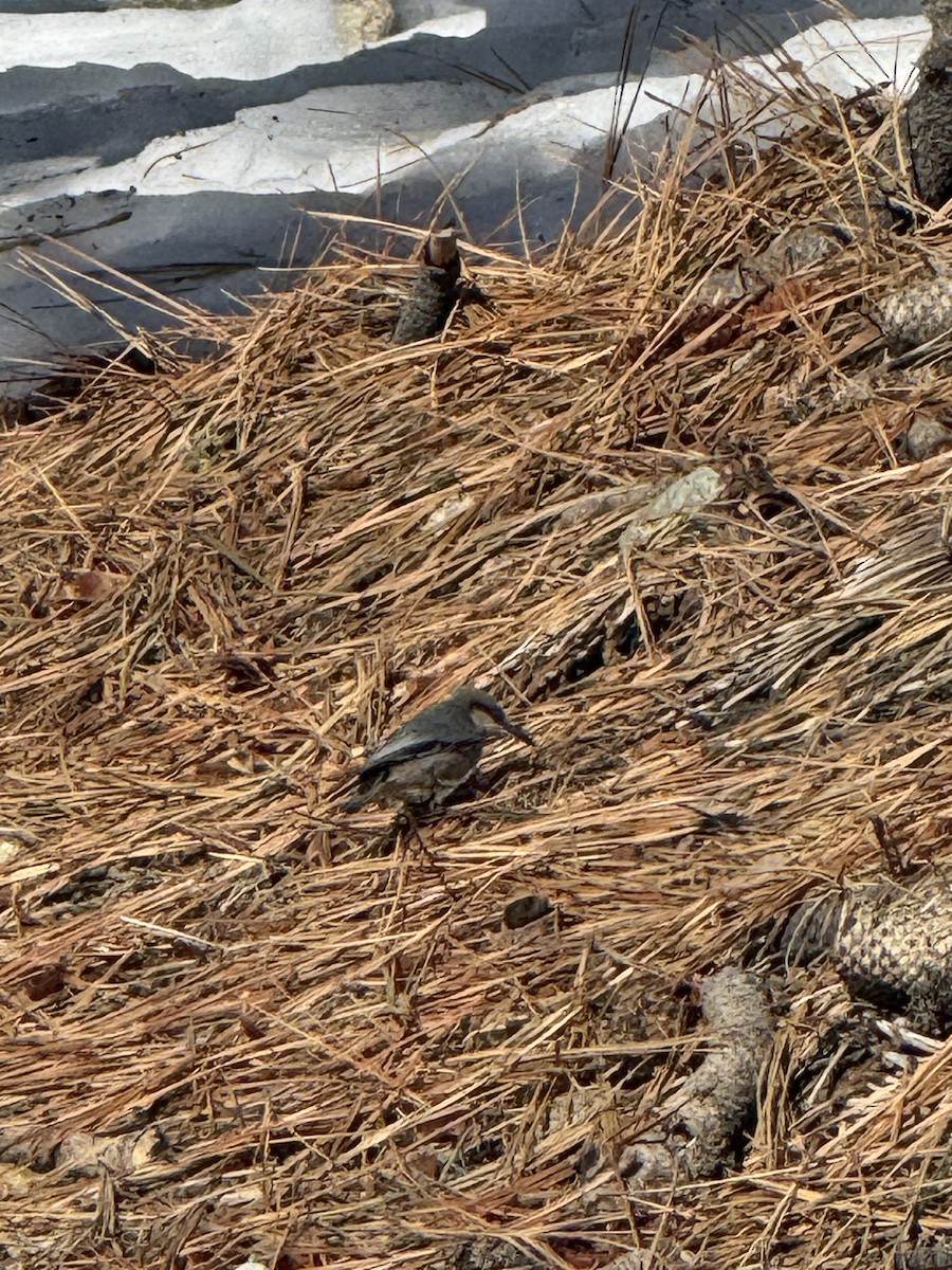 Поползень-крошка - ML645978912