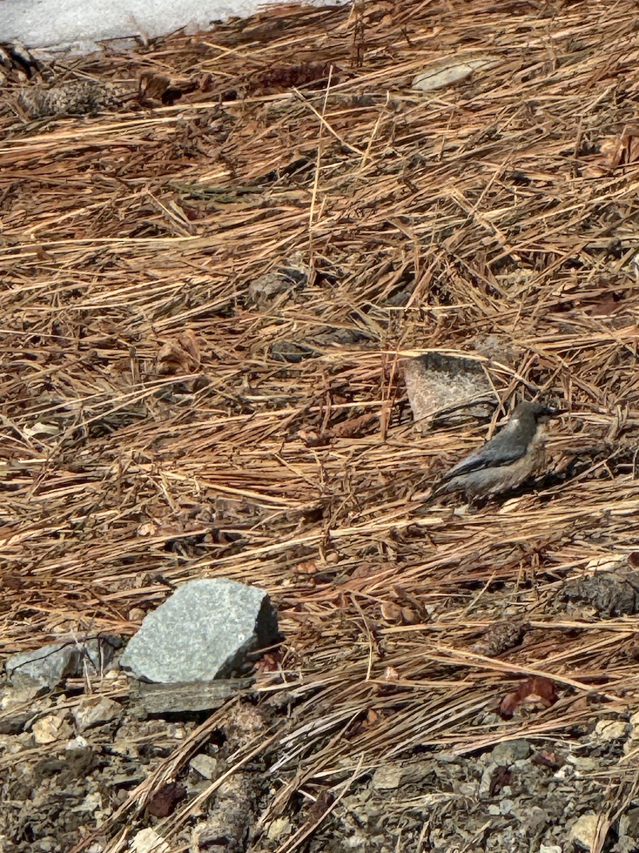 Поползень-крошка - ML645978913