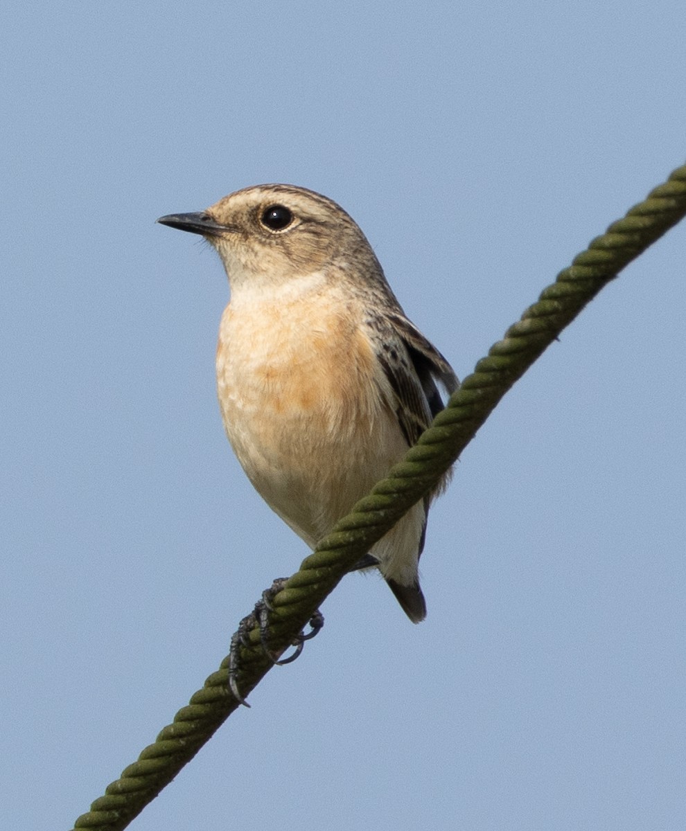 Сибирский черноголовый чекан - ML645978914