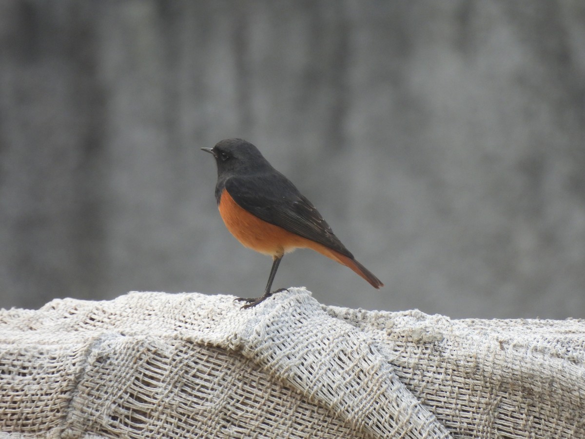 Черная горихвостка - ML645978917