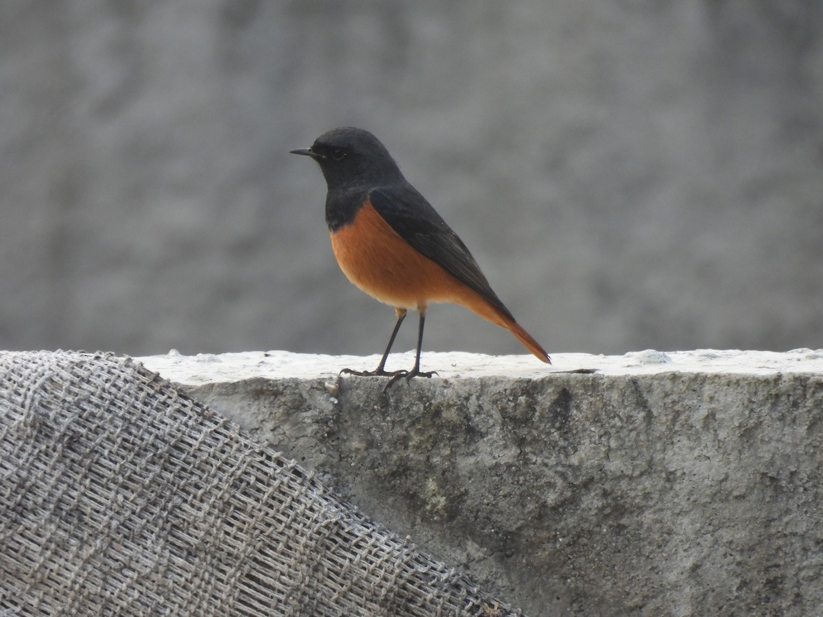 Черная горихвостка - ML645978918