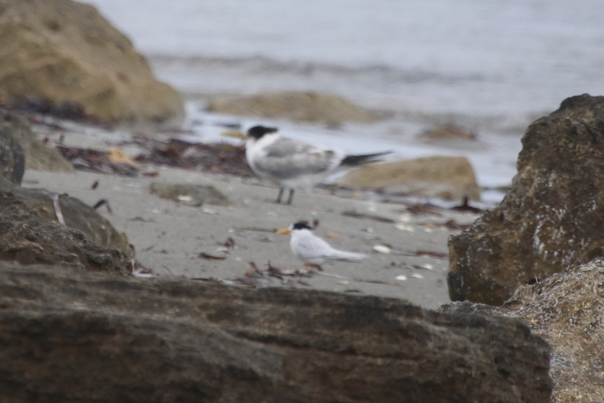 Австралийская крачка - ML645978920