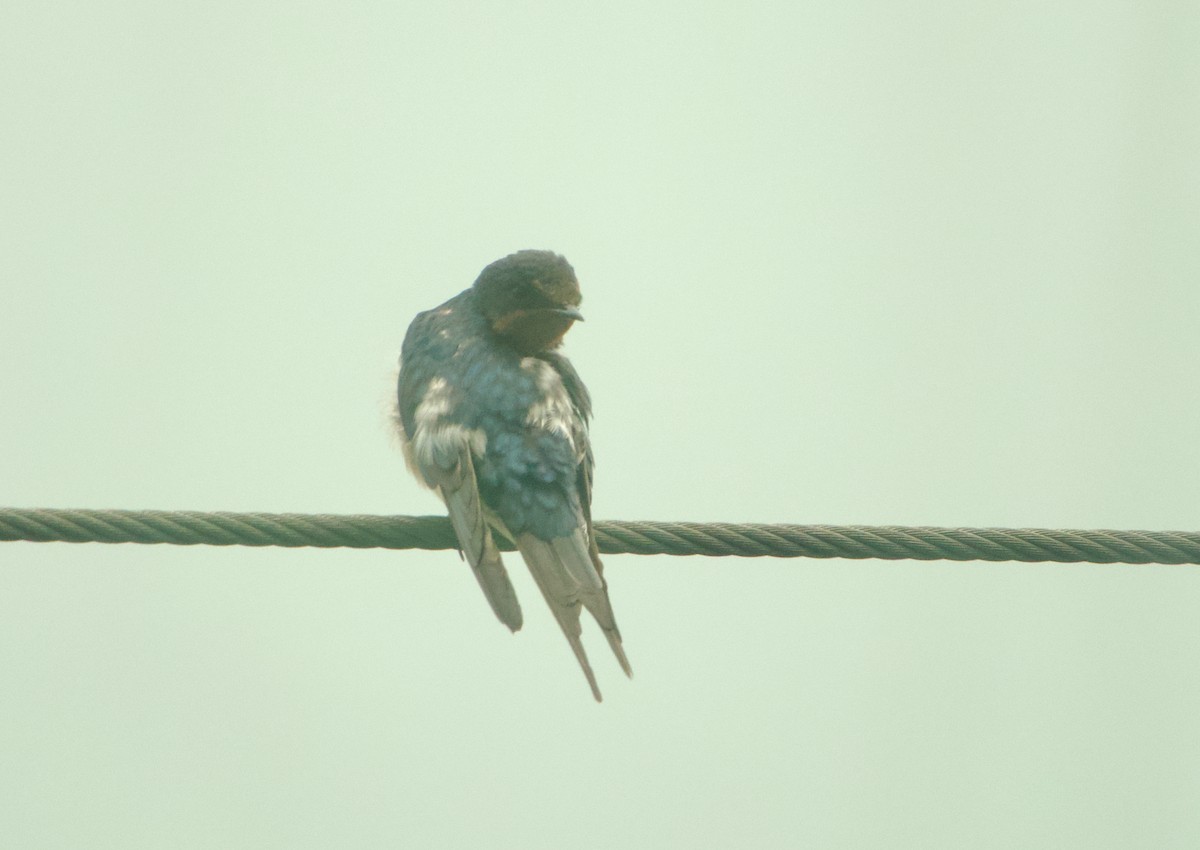 Деревенская ласточка - ML645978924