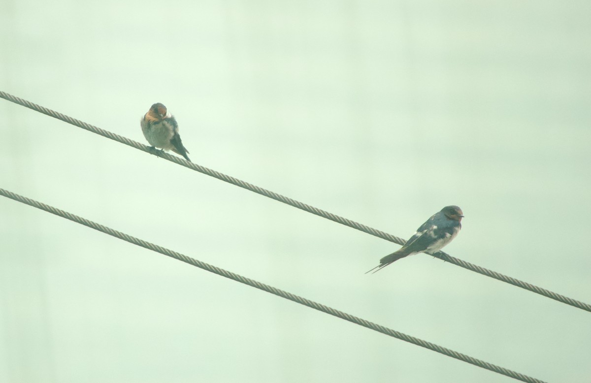 Деревенская ласточка - ML645978925