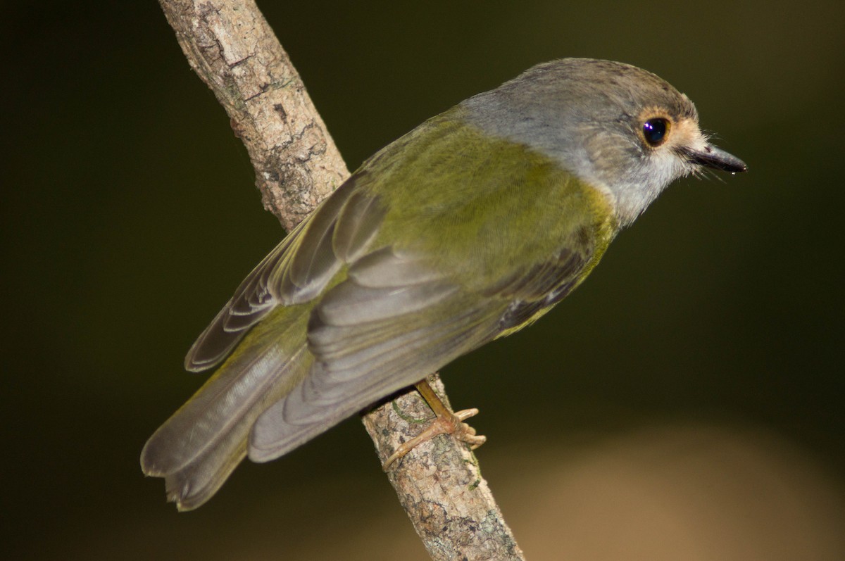 Большеголовая дриада - ML645978926